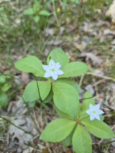 Arctic Starflower