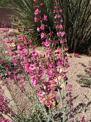 Penstemon parryi