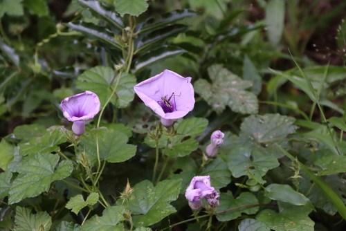 Ipomoea ficifolia, photograph 2