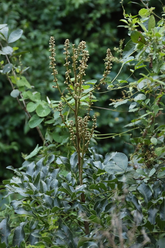 Deinbollia oblongifolia, photograph 2