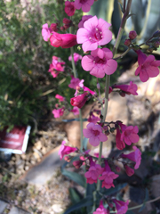 Penstemon parryi