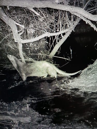 Eurasian Otter