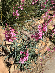 Penstemon parryi