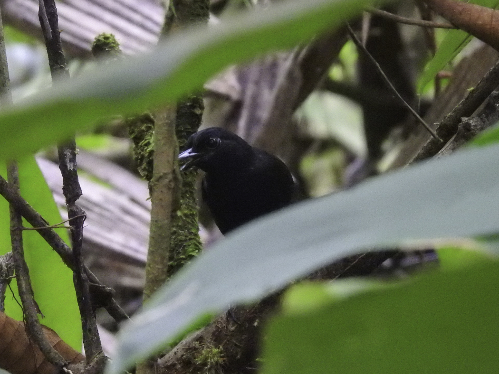 Stub-tailed Antbird illustration