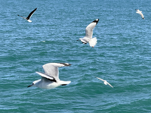 iNaturalist image