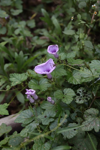 Ipomoea ficifolia, photograph 3