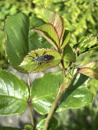 Rhynocoris annulatus