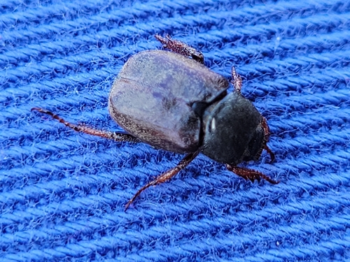 Welsh Chafer