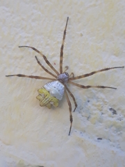 Argiope argentata