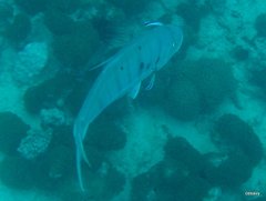 Gnathanodon speciosus