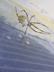 Argiope argentata
