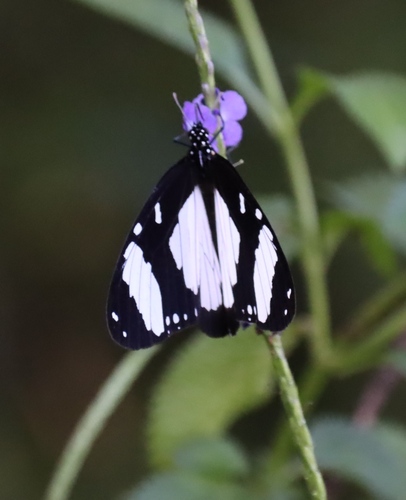 Amauris niavius