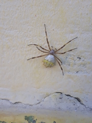 Argiope argentata