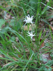 Carex baldensis, photograph (c) Marco Mussita, some rights reserved (CC BY)