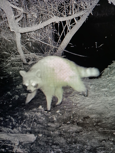 Common Raccoon