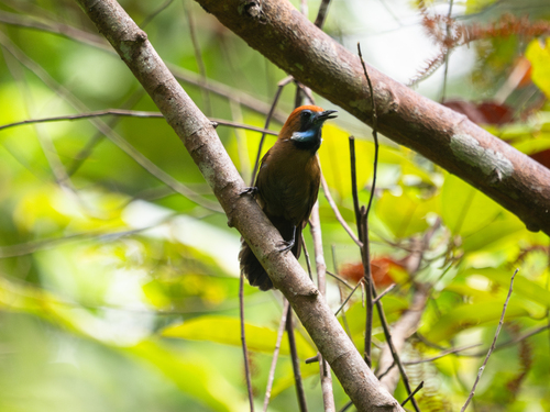Fluffy-backed Tit-Babbler (Macronus ptilosus)