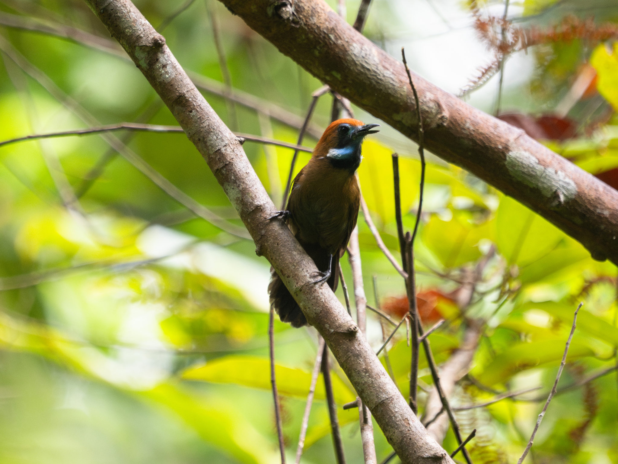 Fluffy-backed Tit-Babbler (Macronus ptilosus), photo 1