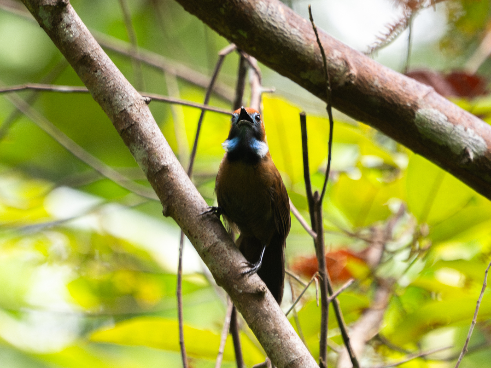 Fluffy-backed Tit-Babbler (Macronus ptilosus), photo 2