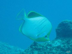 Chaetodon xanthocephalus