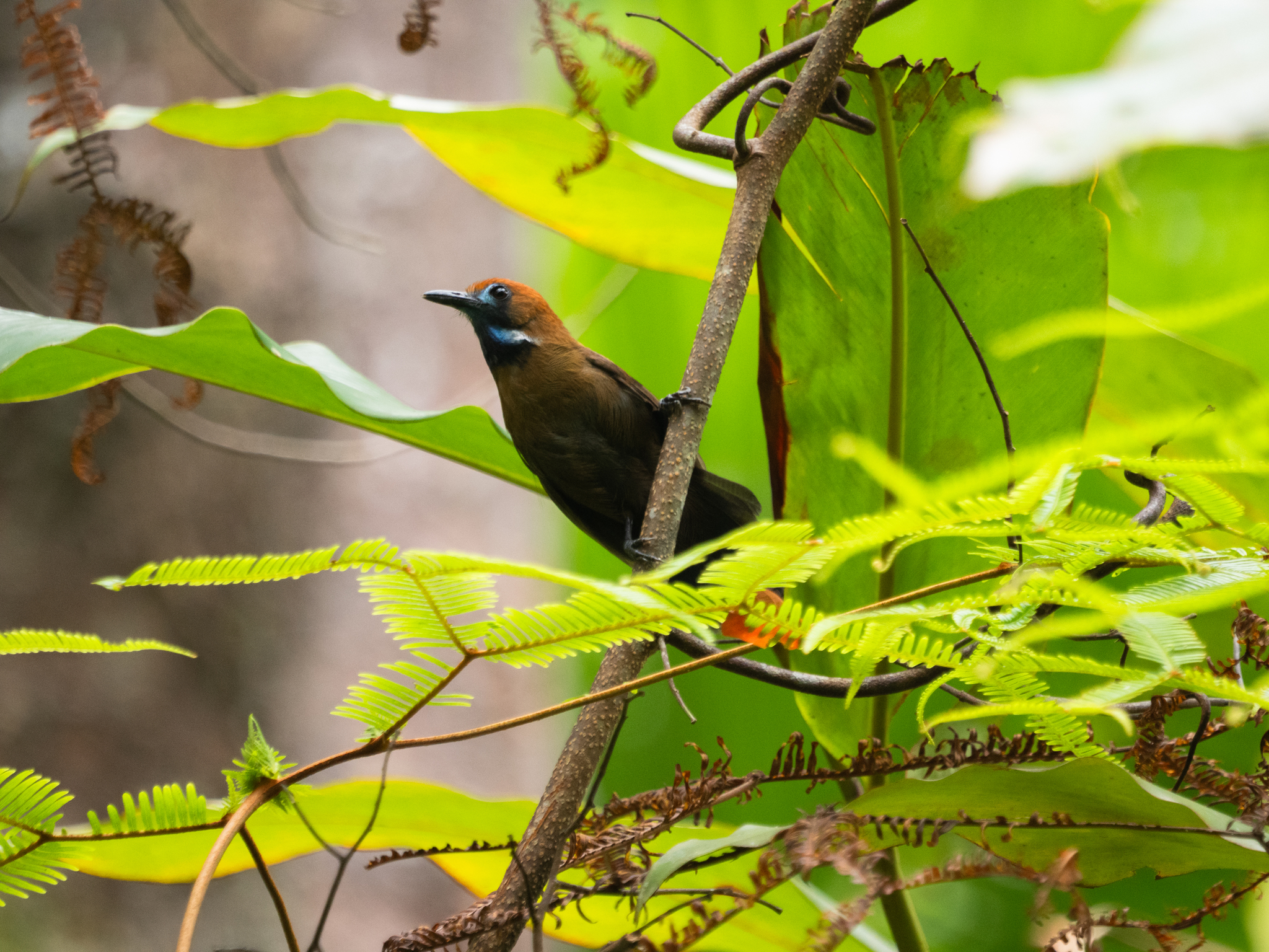 Fluffy-backed Tit-Babbler (Macronus ptilosus), photo 3