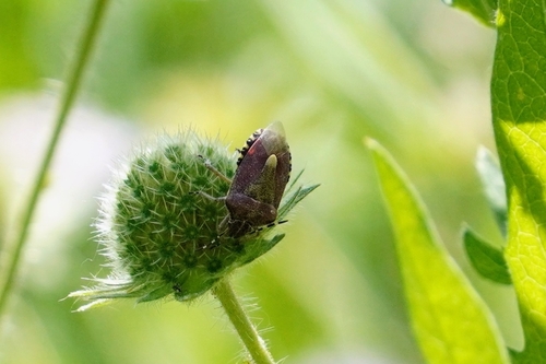 Sloe Bug