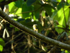 Myiornis auricularis