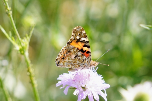 Painted Lady
