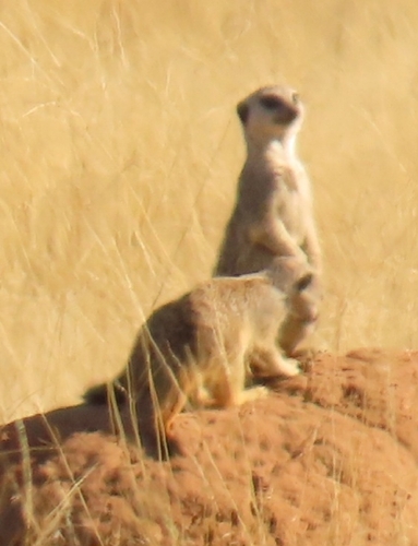 Meerkat