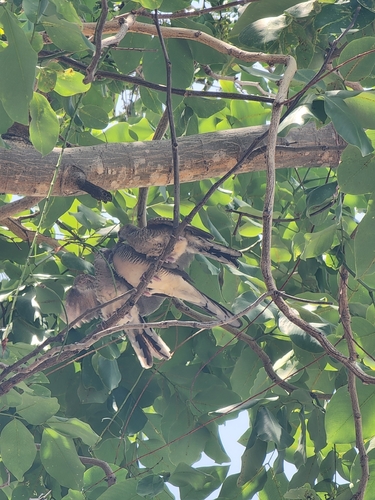 Zebra Dove