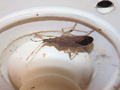 Dicranocephalus caffer