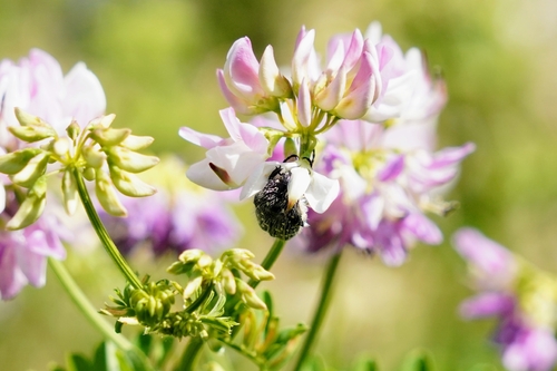 Mediterranean Spotted Chafer
