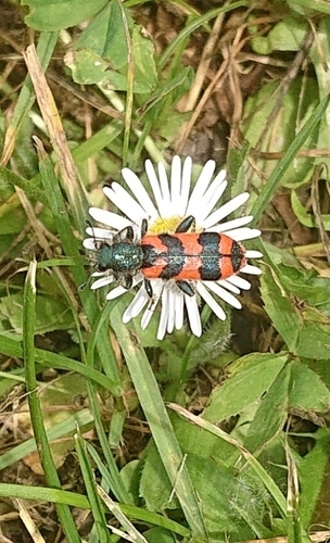 Bee-eating Beetle