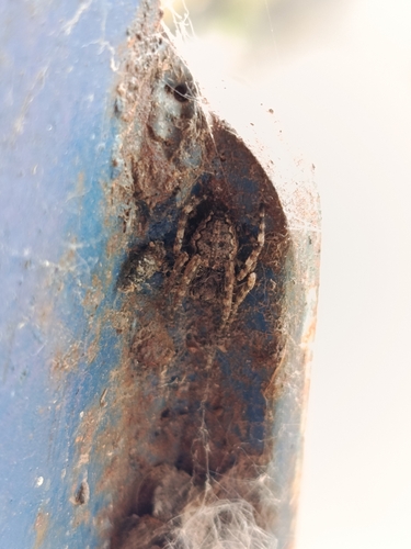 Walnut Orbweaver