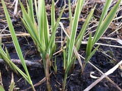 Phalaris arundinacea picta