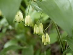 Polygonatum latifolium