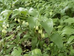 Polygonatum latifolium