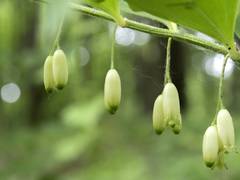 Polygonatum latifolium