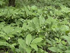 Polygonatum latifolium