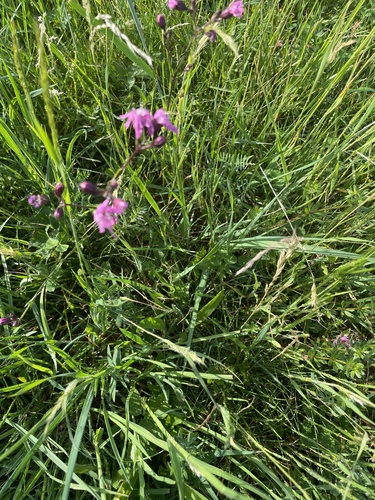 ragged-robin