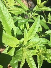 Aloysia citrodora