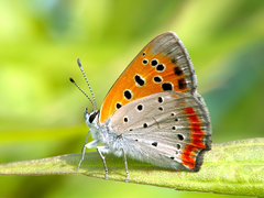 Lycaena phlaeas daimio