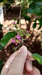 Malpighia emarginata