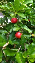 Malpighia emarginata