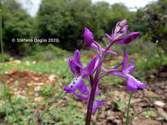 Orchis anatolica