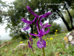 Orchis anatolica