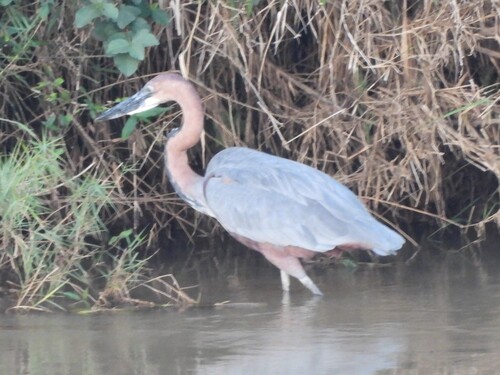 iNaturalist image