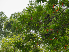 (c) Samuel Lee, some rights reserved (CC BY) Elaeocarpus angustifolius, photograph (c) Samuel Lee, some rights reserved (CC BY)