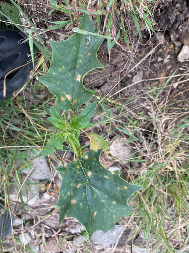 jimsonweed