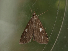 Udea olivalis