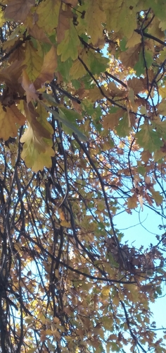 English oak